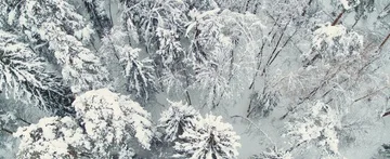 Winter forest Stock Footage 85677058