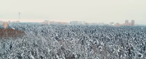 Winter forest Stock Footage 85677282