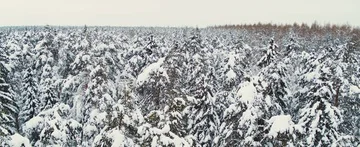 Winter forest Stock Footage 85678205