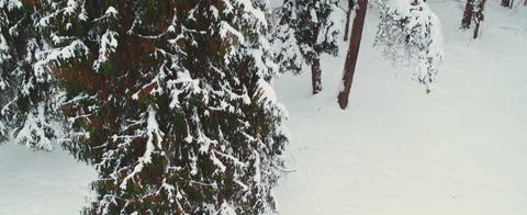 Winter forest Stock Footage 85678223