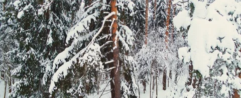 Winter forest Stock Footage 85678564