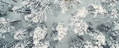 Winter forest Stock Footage 85678590