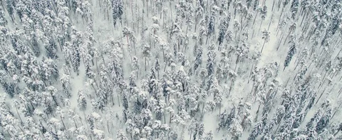 Winter forest Stock Footage 85686511