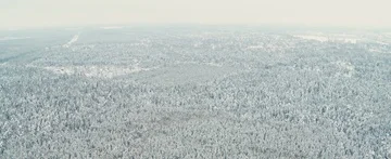 Winter forest Stock Footage 85686666