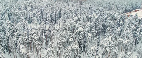 Winter forest Stock Footage 85687455