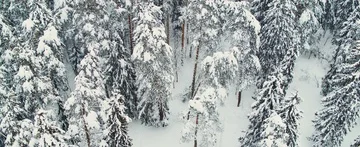 Winter forest Stock Footage 85687648