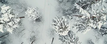 Winter forest Stock Footage 85687711