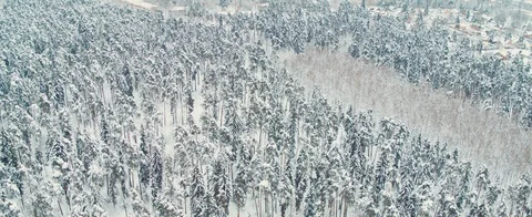 Winter forest Stock Footage 85687855