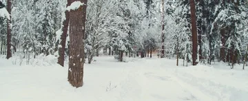 Winter forest Stock Footage 85688254