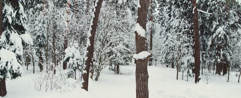 Winter forest Stock Footage 85688491