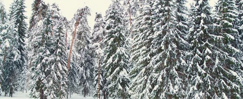 Winter forest Stock Footage 85688529