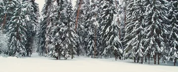 Winter forest Stock Footage 85688741