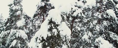 Winter forest Stock Footage 85688805