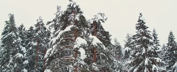 Winter forest Stock Footage 85689072