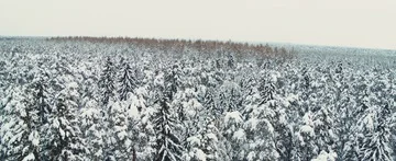 Winter forest Stock Footage 85689498