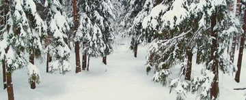 Winter forest Stock Footage 85689593