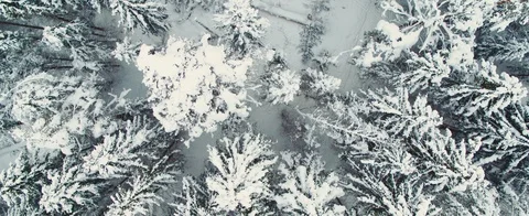 Winter forest Stock Footage 85689928