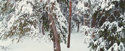 Winter forest Stock Footage 85689946