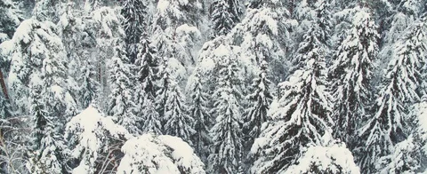 Winter forest Stock Footage 85690049