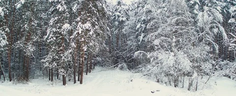 Winter forest Stock Footage 85690364
