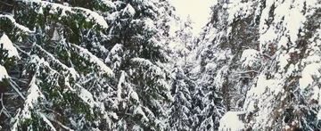 Winter forest Stock Footage 85690534
