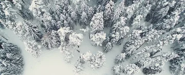 Winter forest Stock Footage 85690545