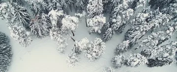 Winter forest Stock Footage 85690547