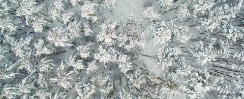 Winter forest Stock Footage 85691186