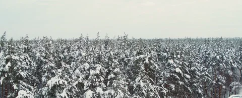Winter forest Stock Footage 85692711