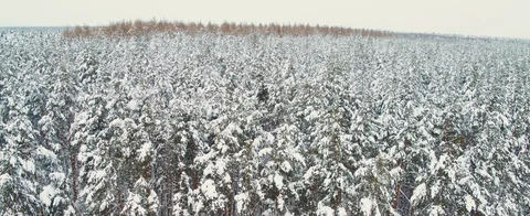 Winter forest Stock Footage 85700707