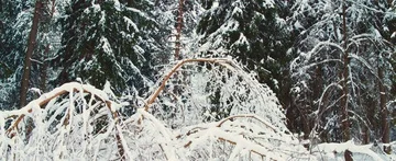 Winter forest Stock Footage 85700943