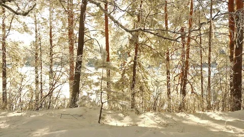 Winter Forest Видео 86285596