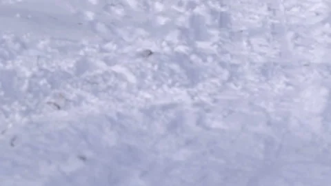 Winter forest 库存影片 86424638