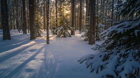 Winter in the forest Stock Footage 87824607