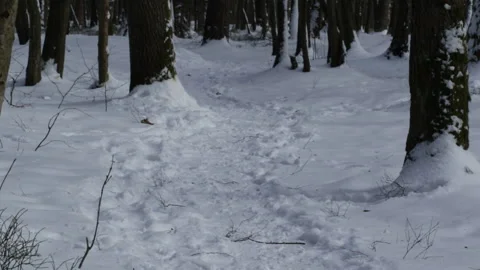 Winter forest 库存影片 87871630