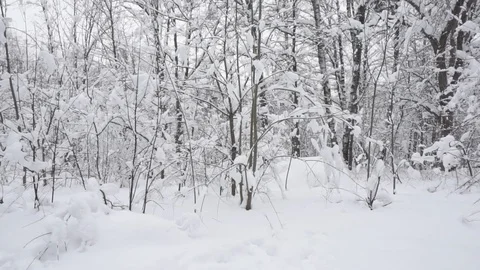 Winter forest Stock Footage 88502504