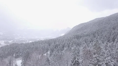 Winter Forest  Vídeo Stock 88704955