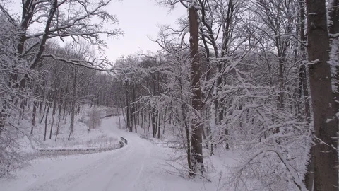 Winter in forest Stock Footage 91550420