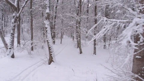 Winter In Forest Stock Footage 98422186