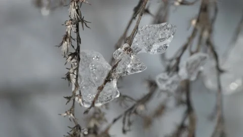 Winter in the forest Video stock 99017432