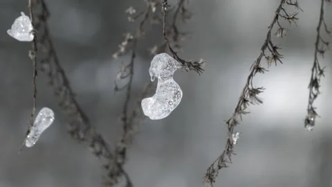 Winter in the forest Video stock 99017843