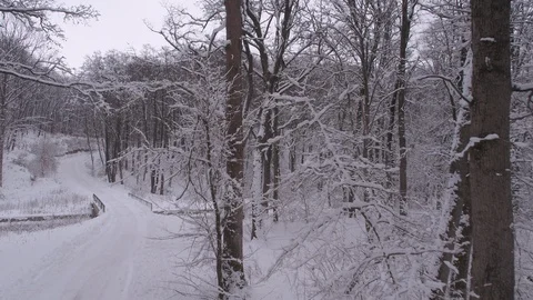 Winter in forest Stock Footage 99084832