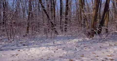 Winter forest Video stock 99170631