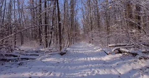 Winter forest Video stock 99170647