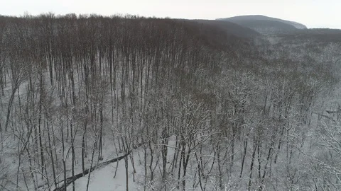 Winter In Forest Stock Footage 99296876