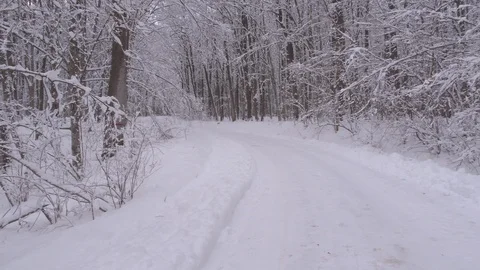 Winter In Forest Stock Footage 99297617