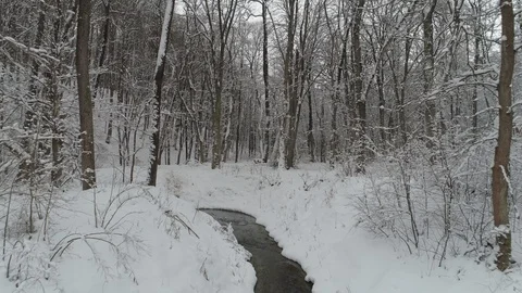 Winter In Forest Stock Footage 99696317