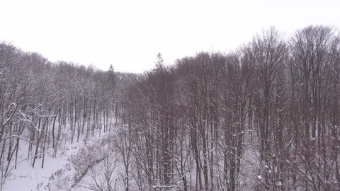 Winter In Forest Stock Footage 99696631