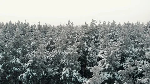 Winter Forest 動画素材 99924913