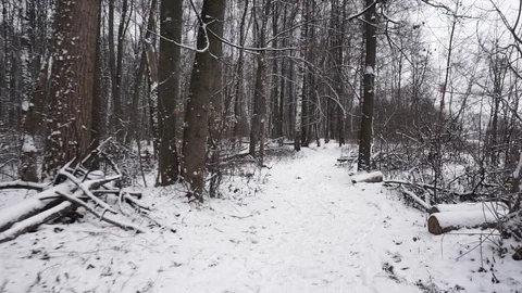 Winter forest Stock Footage 100023466